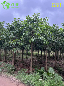 Large Outdoor Evergreen Ficus Altissima Tree for Landscaping Bonsai