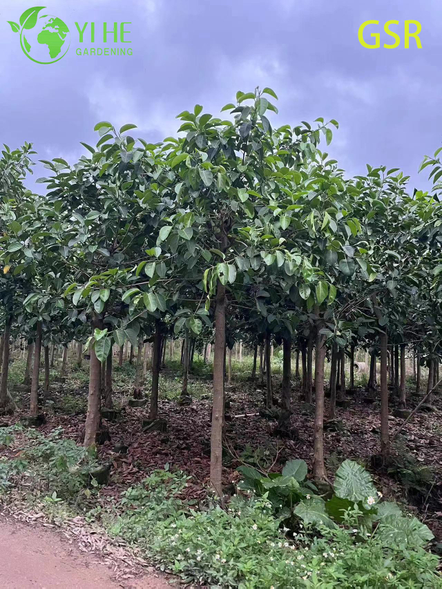 Large Outdoor Evergreen Ficus Altissima Tree for Landscaping Bonsai