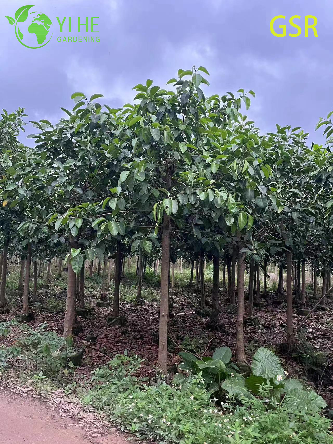 Large Outdoor Evergreen Ficus Altissima Tree for Landscaping Bonsai