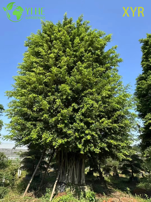 Dense Evergreen Ficus Nitida Indian Laurel for Hedging and Screening Tree