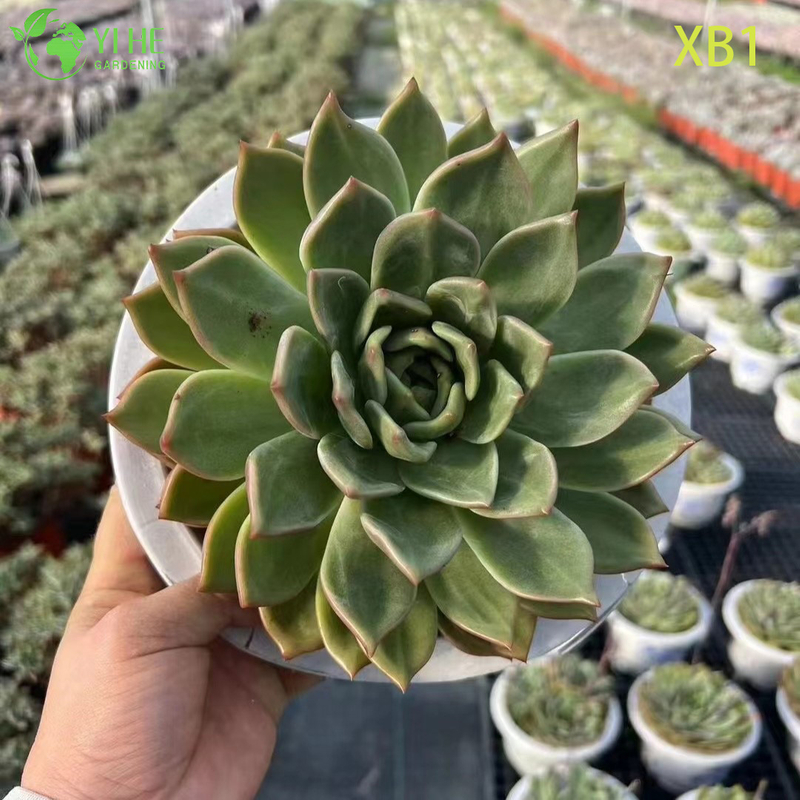 Wholesale Echeveria Champagne Succulent with Creamy Center Bonsai