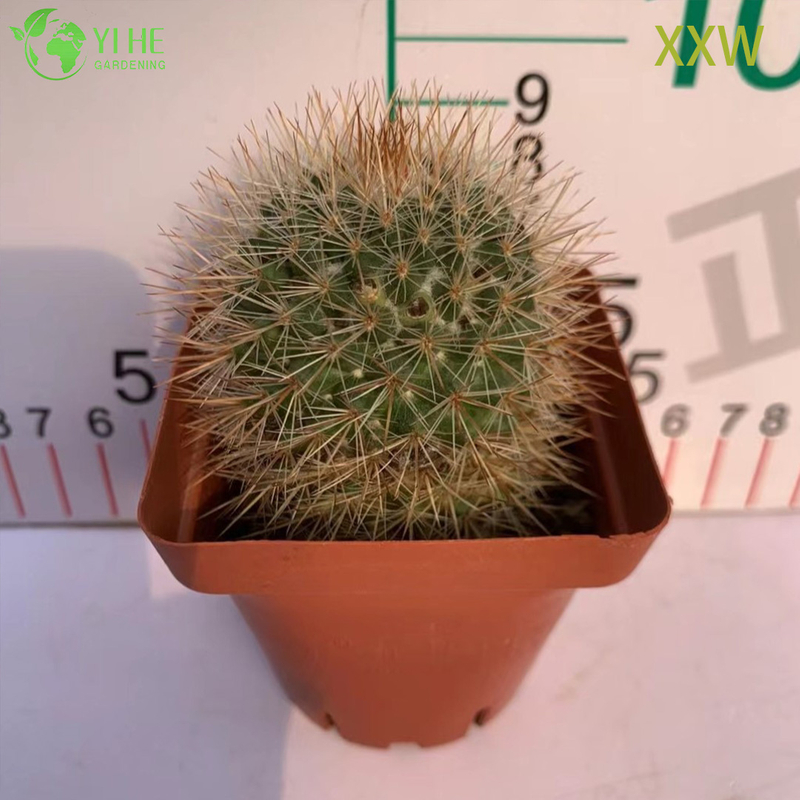 Live Red Spine Mammillaria Cactus Wholesale Mammillaria Spinosissima Bonsai