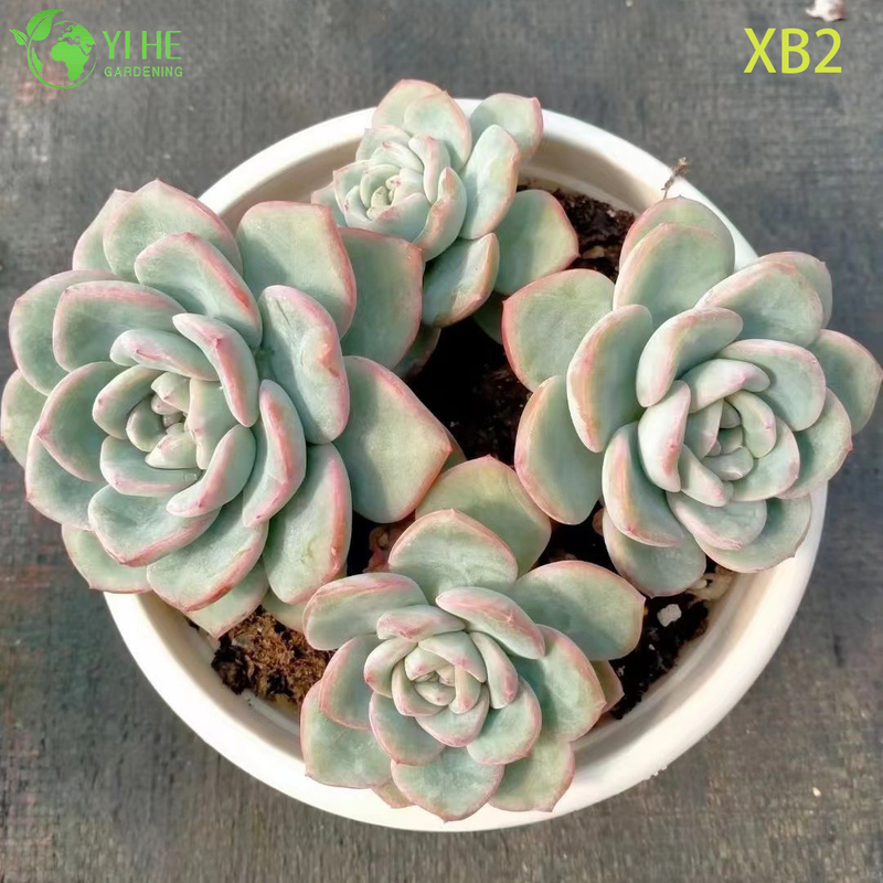 Wholesale Echeveria Pink Champagne Live Korean Hybrid Succulent Bonsai