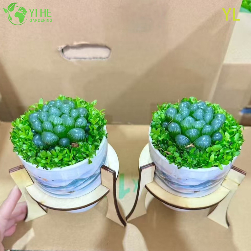 Live Purple Colored Haworthia Yulu Crystal Succulent Plant Wholesale Bonsai