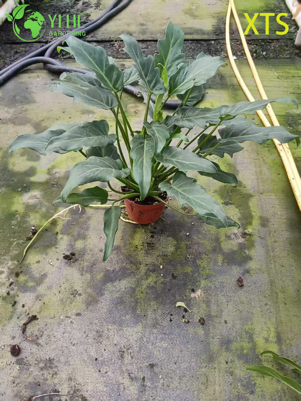 Wholesale Philodendron Selloum Hope Live Tropical Houseplant Bonsai