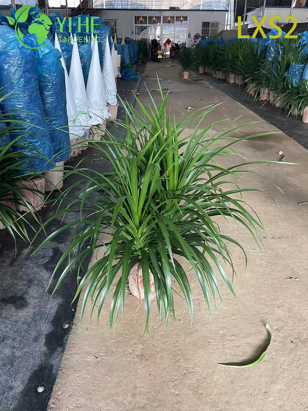 Wholesale Dracaena Fragrans 'Massangeana' Live Plants for Indoor Home Decor Bonsai