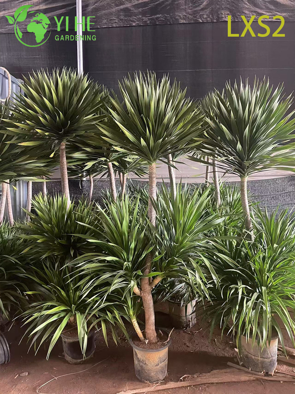 Wholesale Dracaena Draco Tree Live Mature Dragon Blood Tree for Export Bonsai