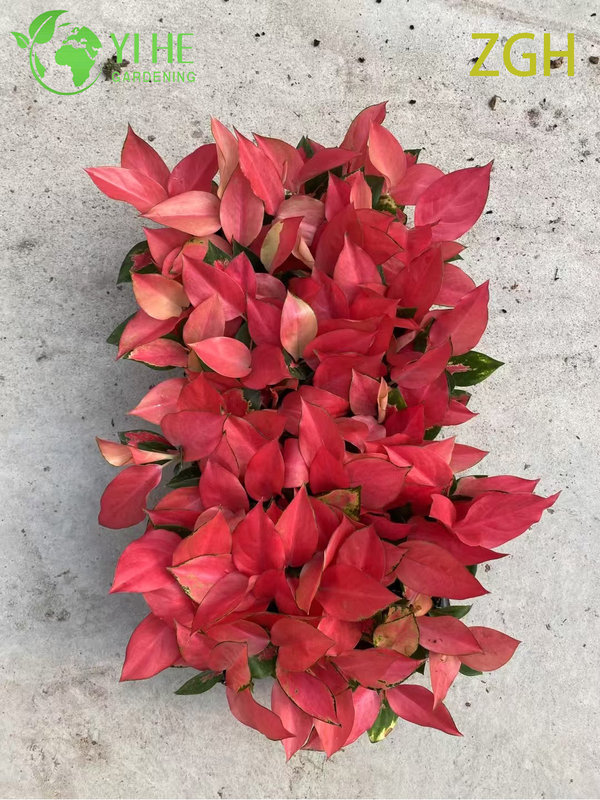 Aglaonema China Red Seedling Indoor Plant Tropical Evergreen Decorative Foliage Air Purifying