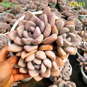 Wholesale Pink Opalina Mature Succulent Cluster Live Plant Bonsai