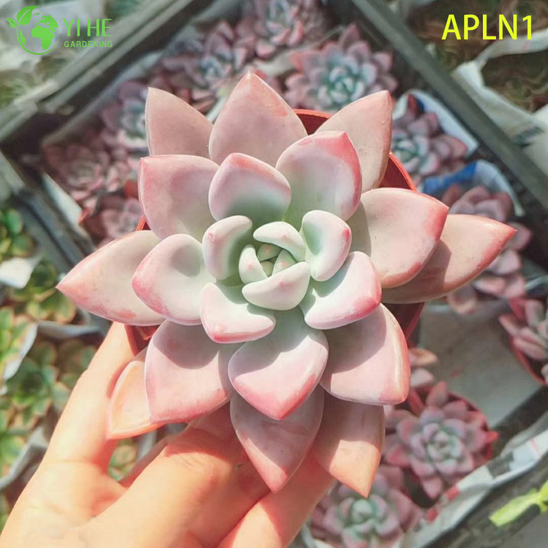 Wholesale Graptoveria Opalina Pastel Pink Live Succulent Rosette Plant Bonsai