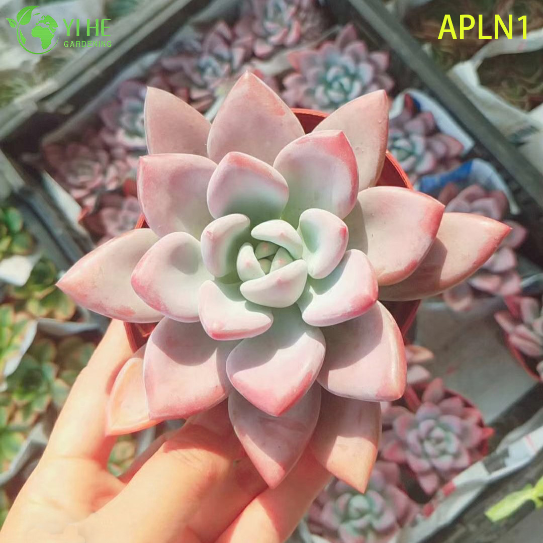 Wholesale Graptoveria Opalina Pastel Pink Live Succulent Rosette Plant Bonsai