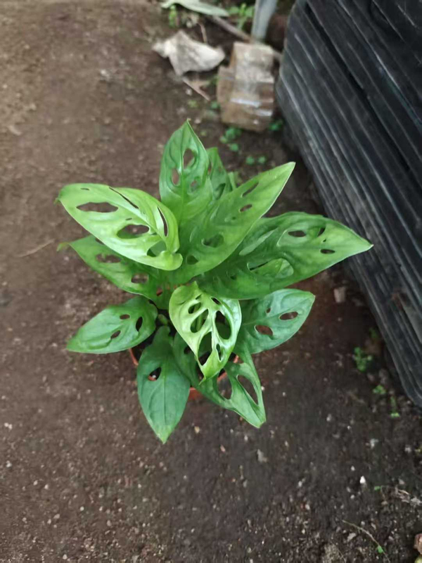 Rhaphidophora Tetrasperma