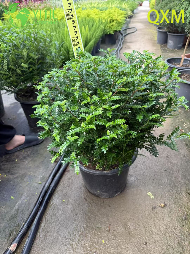 Pistacia Weinmannifolia, albero bonsai ornamentale profumato per interni ed esterni