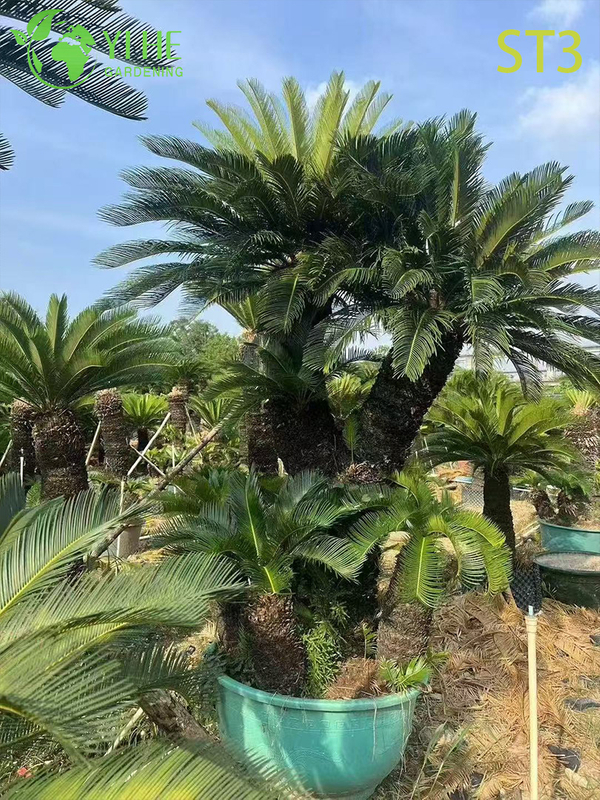 Ornate Multi - trunked Cycas Revoluta, Evergreen Tropical Ornamental Plant
