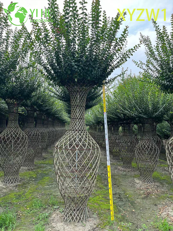 Ornamental Lagerstroemia parviflora, Vase - shaped Topiary Tree, Flowering Garden Decor Plant