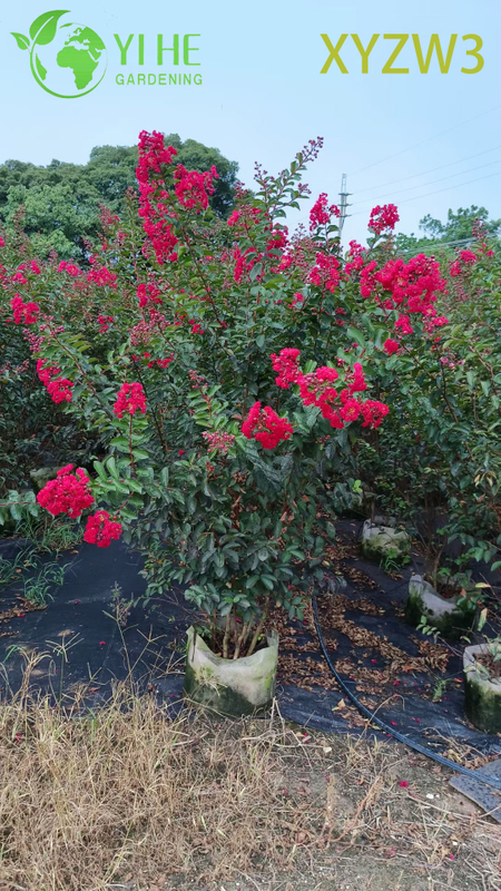 Ornamental Lagerstroemia parviflora Tree, Red - flowering Garden Specimen Plant