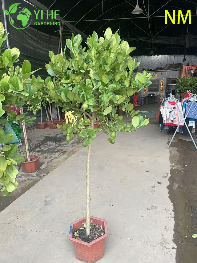 Карликовое лимонное дерево в горшке, продажа цитрусовых Australasica в помещении и на открытом воздухе