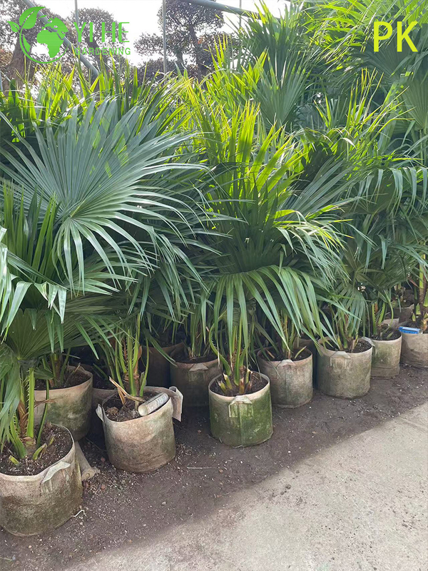 Livistona Chinensis Palm Tree, Evergreen Ornamental Plant for Garden & Landscape