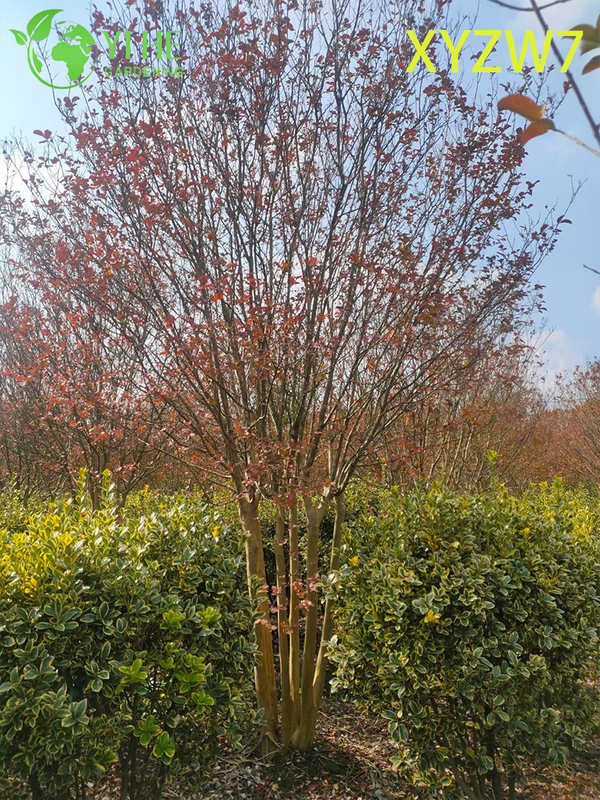 Multi - trunk Lagerstroemia Tree, Flowering Garden Specimen Plant
