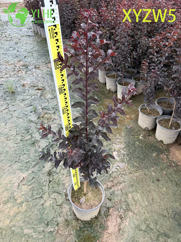 Ornamental Purple - leaf Lagerstroemia parviflora, Red - flowering Potted Plant