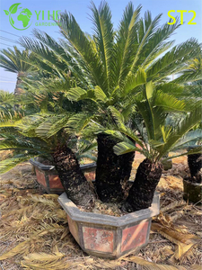 Multi - trunked Cycas Revoluta Bonsai, Evergreen Ornamental Sago Palm