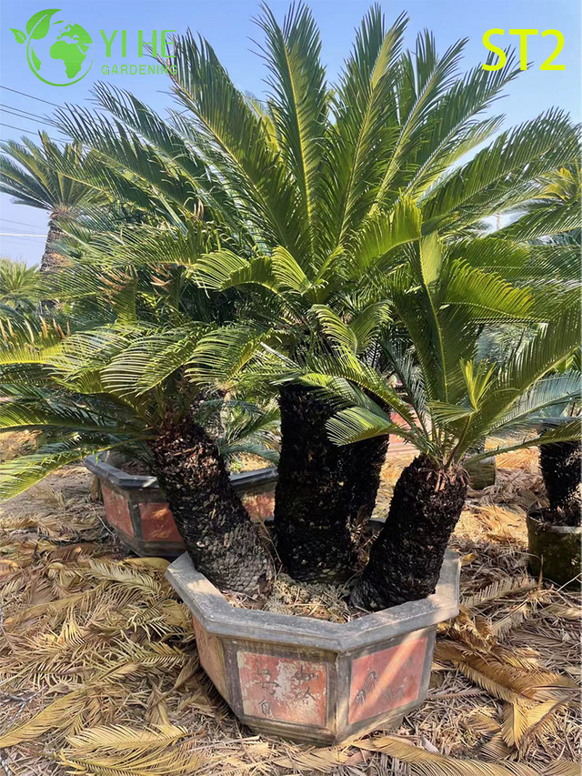 मल्टी-ट्रंक्ड साइकस रेवोलुटा बोनसाई, सदाबहार सजावटी सागो पाम