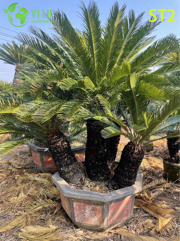 Multi - trunked Cycas Revoluta Bonsai, Evergreen Ornamental Sago Palm