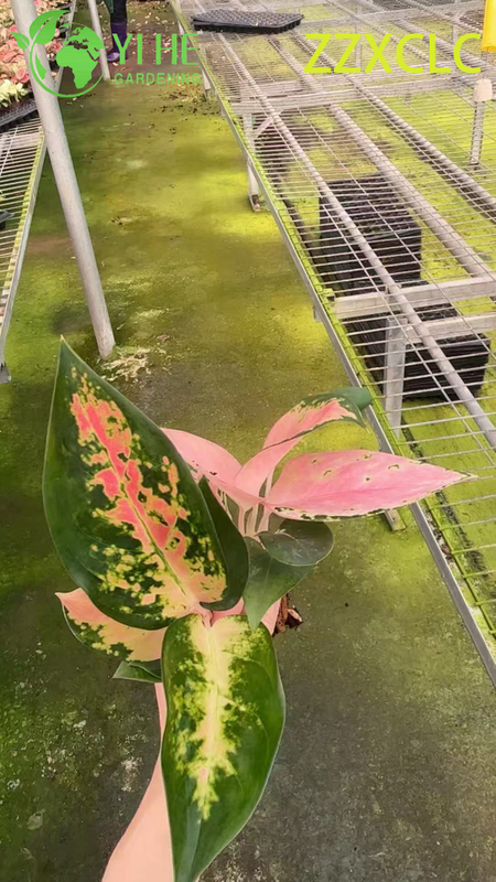 Wholesale Export Spider-Man Aglaonema Seedlings | Tropical Ornamental Foliage Seedlings