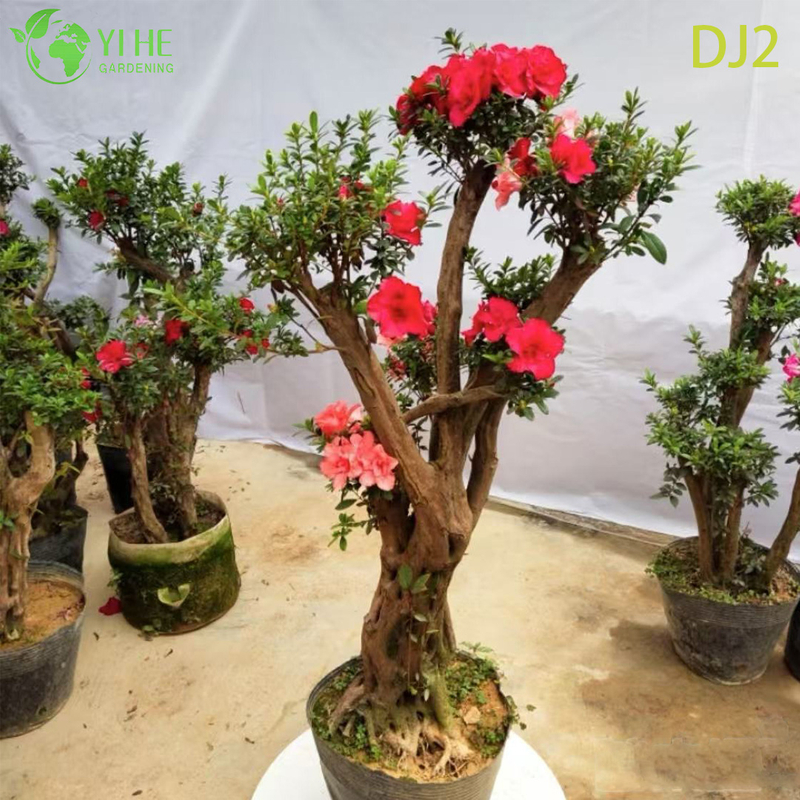 Exquisite Potted Rhododendron simsii with Ornate Bloom