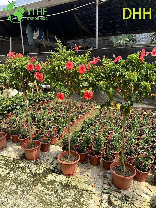 Live Red Tropical Hibiscus Tree Standard Flowering Garden Plant
