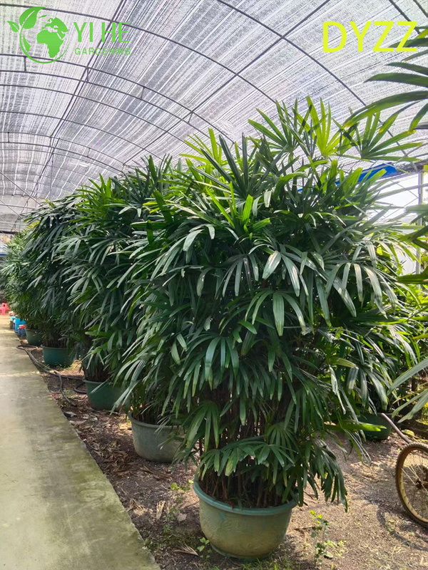 Evergreen Large Leaf Rhapis Excelsa Palm for Indoor Outdoor Decoration Plant