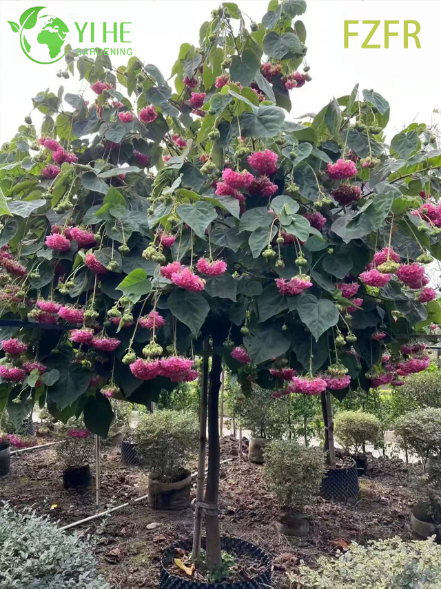 Flowering Dombeya wallichii, Ornamental African Tuliptree Shrub Plant