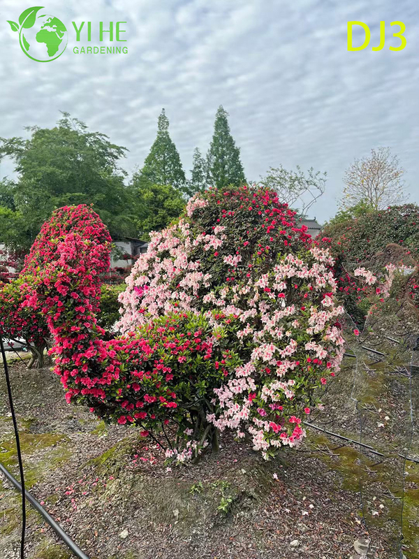 Artistic Topiary Rhododendron simsii, Ornamental Flowering Sculpture