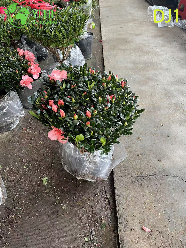 Vibrant Pink Rhododendron simsii, Ornamental Potted Flower