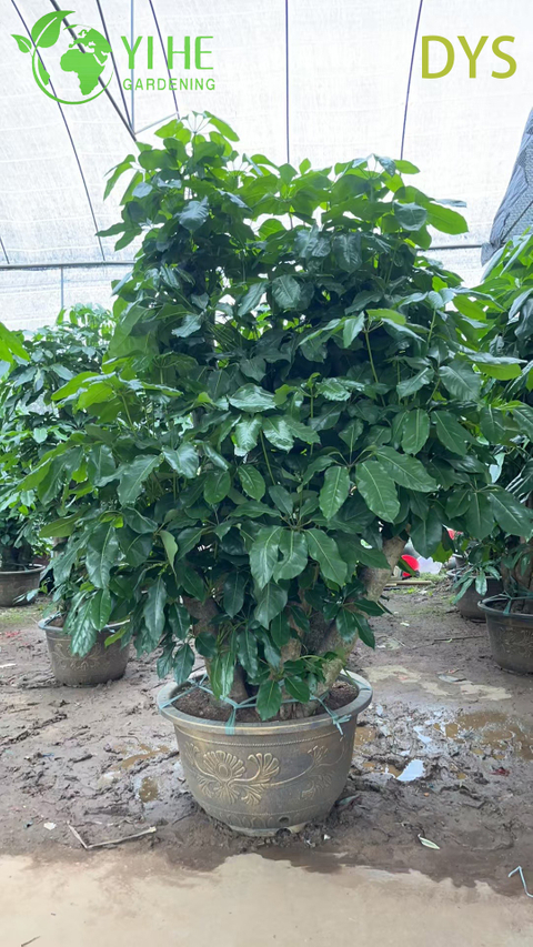 Árbol paraguas verde vivo Schefflera Planta bonsái de interior de hoja perenne