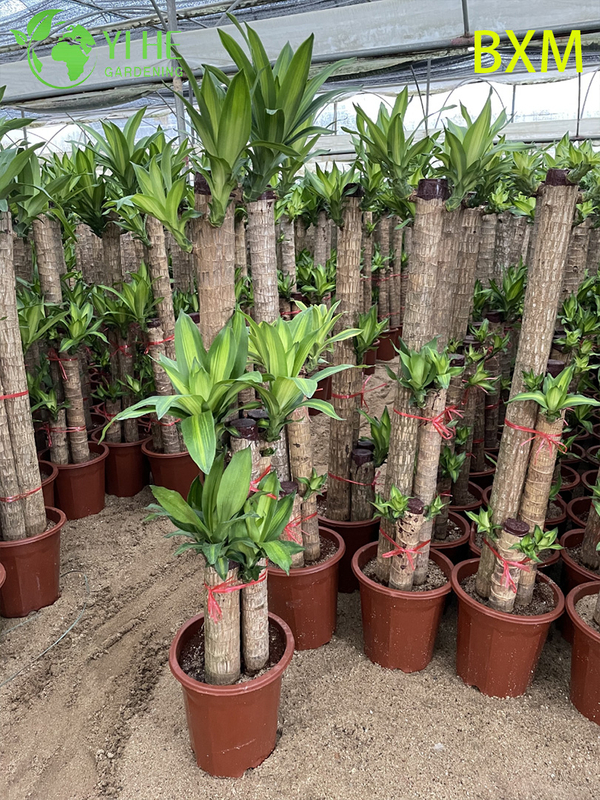 Fragrant Indoor Decorative Dracaena Plant