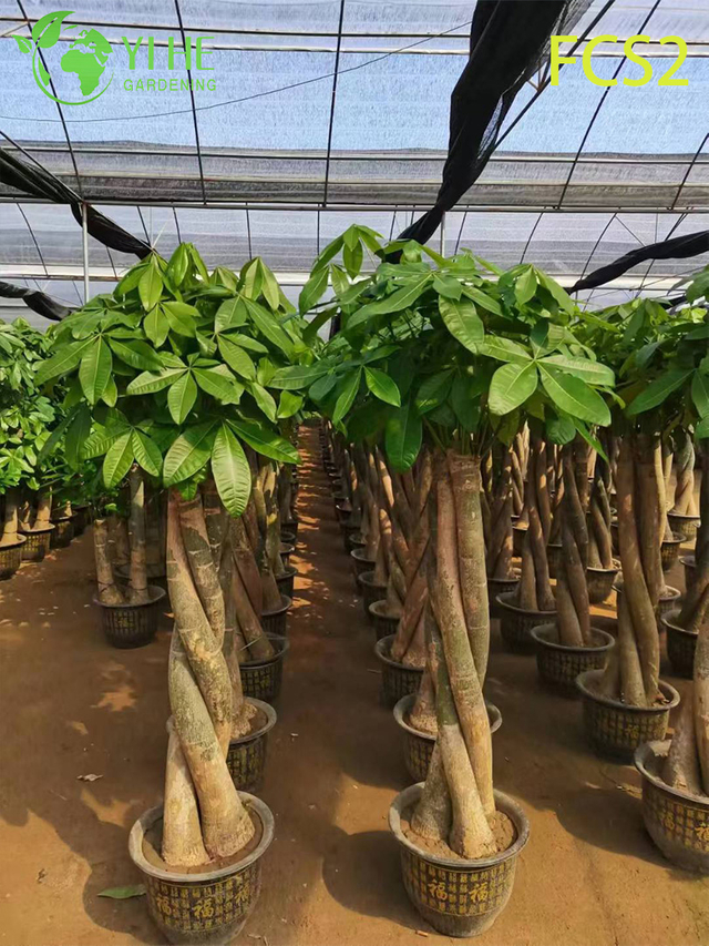 Pachira macrocarpa di grandi dimensioni con tronchi spessi, fogliame rigoglioso per la decorazione, prosperità - porta albero dei soldi