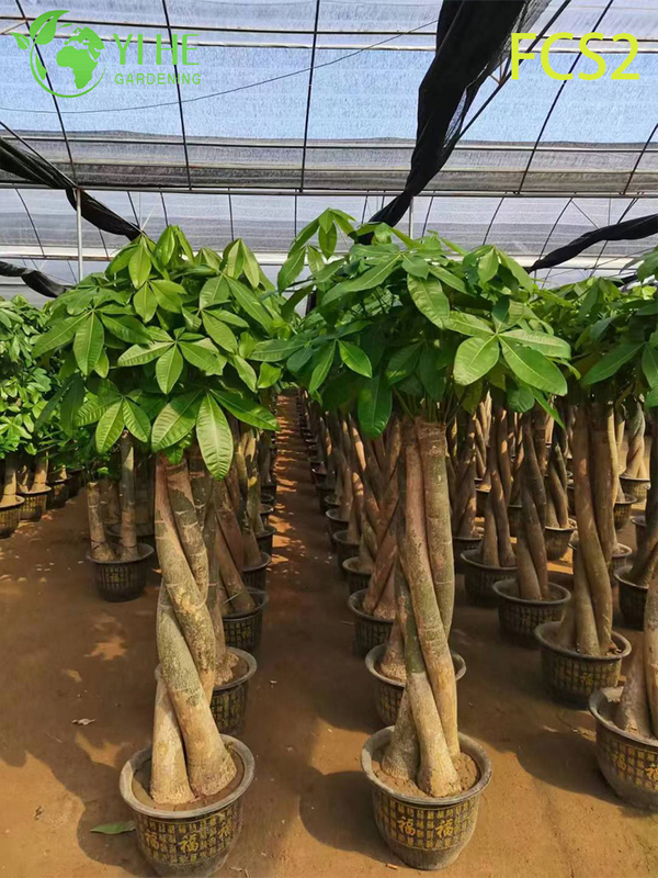Large - sized Pachira macrocarpa with Thick Trunks, Lush Foliage for Decoration, Prosperity - bringing Money Tree
