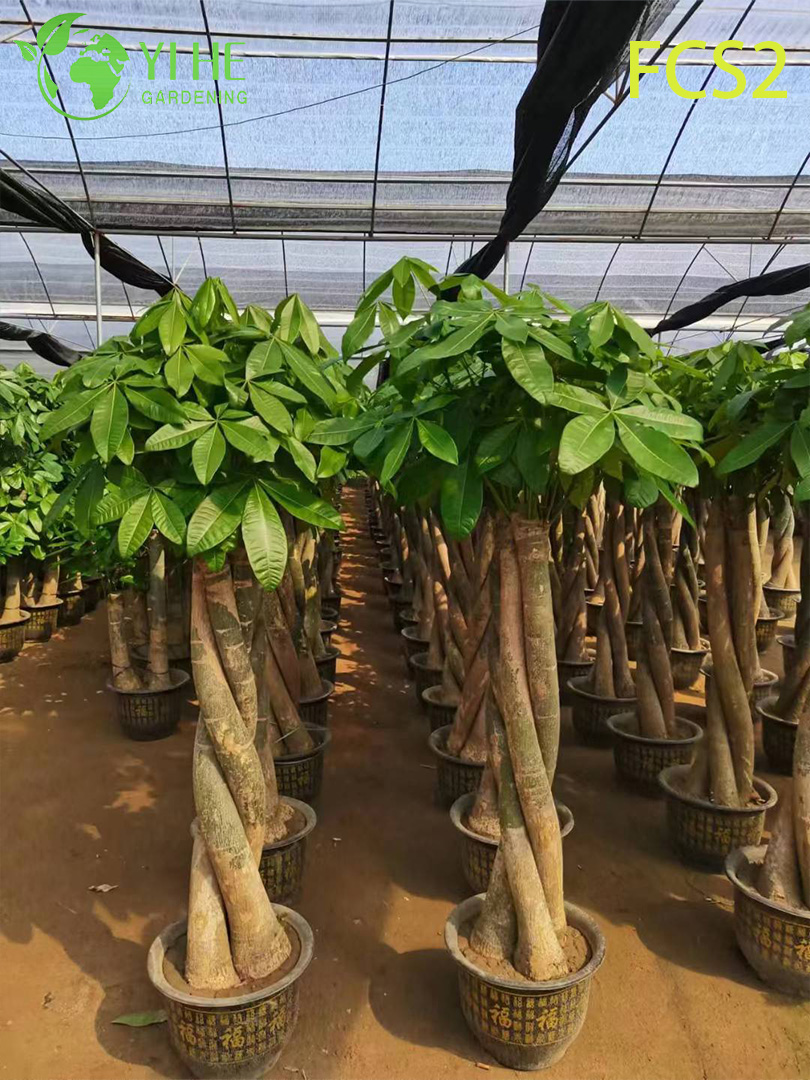 Large - sized Pachira macrocarpa with Thick Trunks, Lush Foliage for Decoration, Prosperity - bringing Money Tree