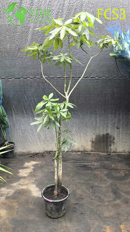 Compact Pachira macrocarpa with Unique Trunk, Lucky Indoor Decorative Money Tree