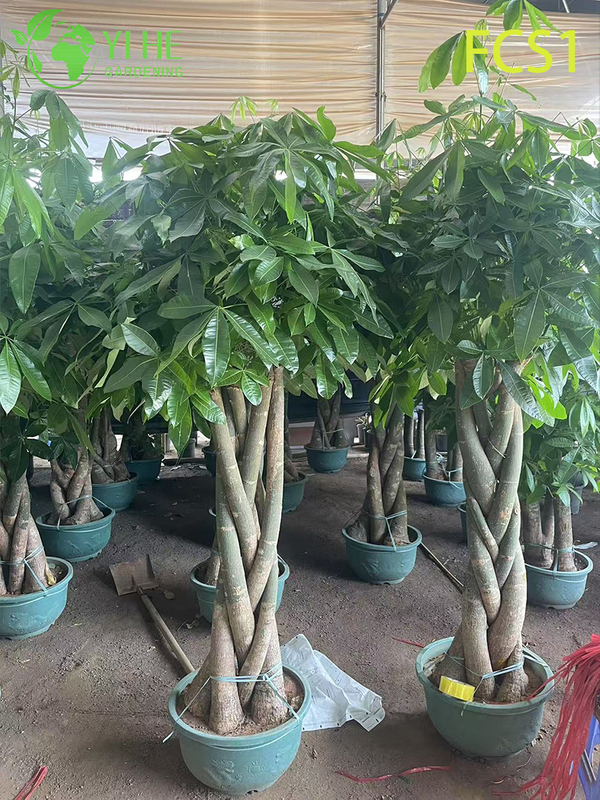 Braided Trunk Pachira macrocarpa for Indoor Decoration, Lucky Money Tree with Lush Green Leaves