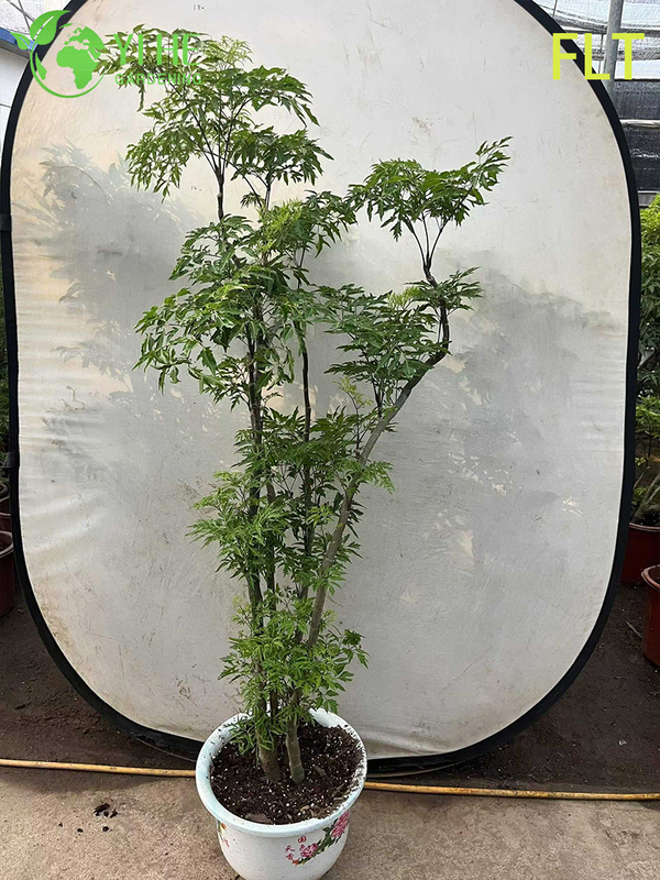 Variegated Polyscias Bonsai - Indoor Evergreen Ornamental Plant