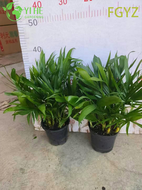 Evergreen Howea Belmoreana Palm - Indoor Ornamental Plant for Home & Office