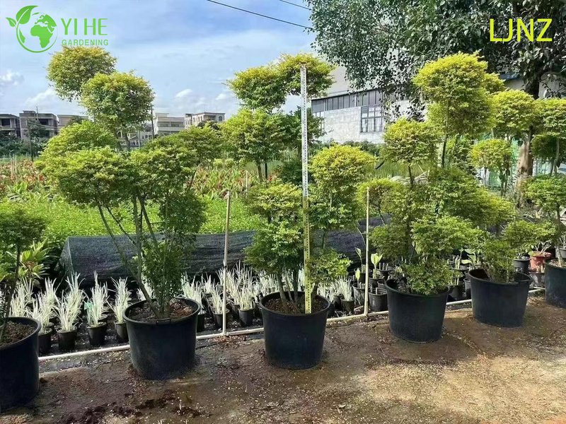 Ornamental Golden Glossy Privet Shrub for Wholesale Export Tree