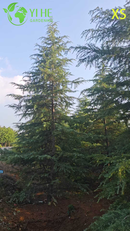 Ornamental Evergreen Cedar Tree for Wholesale Export