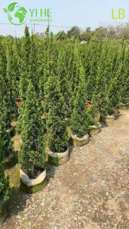 Ornamental Chinese Juniper Evergreen Tree for Wholesale Export
