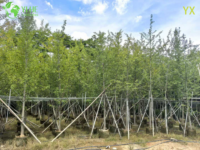 Ornamental Long - lived Ginkgo Tree for Wholesale Export