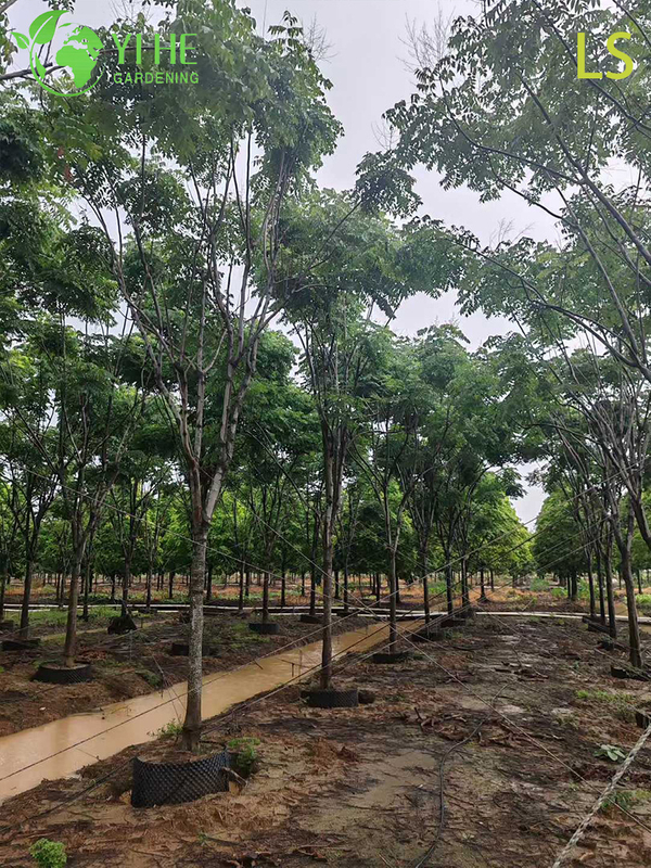 Ornamental Goldenrain Tree for Wholesale Export