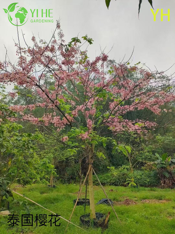 Ornamental Multi - variety Cherry Blossom Tree for Wholesale Export