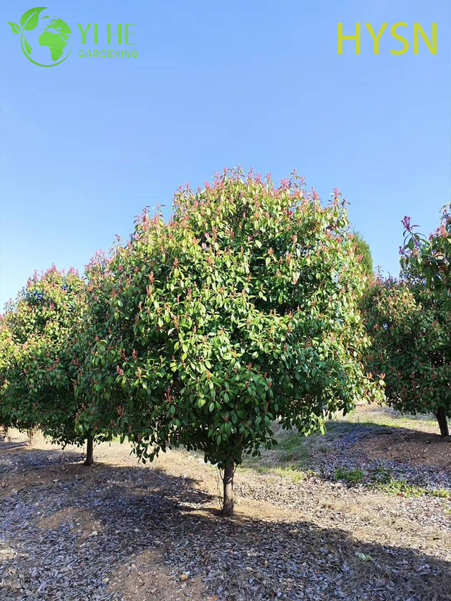 Ornamental Red Tip Photinia Shrub for Wholesale Export